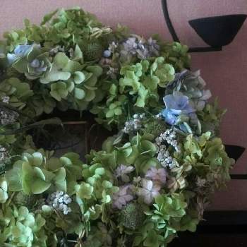 紫陽花リースの投稿画像一覧 Greensnap グリーンスナップ