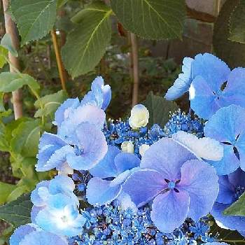 水色の花の投稿画像一覧 Greensnap グリーンスナップ