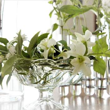 投げ入れの投稿画像一覧 Greensnap グリーンスナップ