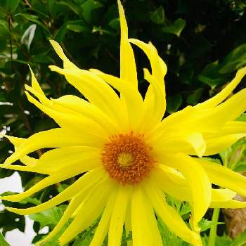 今朝の１枚の画像 by のばらさん | 広い庭といつもありがとう♡と❤️M.family❤️と黄色のお花とこんにちは❤とガンバレ日本と今朝の１枚と福島からのエールとダリア☆