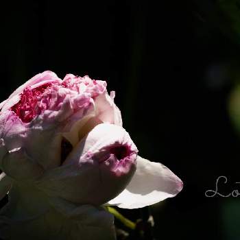 weekendflowerの画像 by jamさん | お出かけ先とflowersと癒しと多頭蓮*と 蓮の花と花のある暮らしとweekendflowerとLOTUS*と妙蓮と感謝しかない
