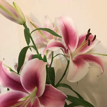 カサブランカ　ピンクの画像 by きよりんさん | 窓辺とカサブランカ　ピンクと生花と素敵な出会いに感謝と綺麗なお花とひとときの癒やし