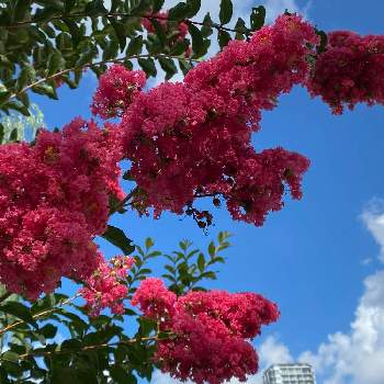 上野恩賜公園の投稿画像一覧 Greensnap グリーンスナップ