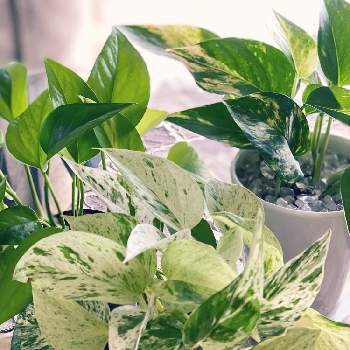 ポトスマーブルクイーン の投稿画像一覧 Greensnap グリーンスナップ