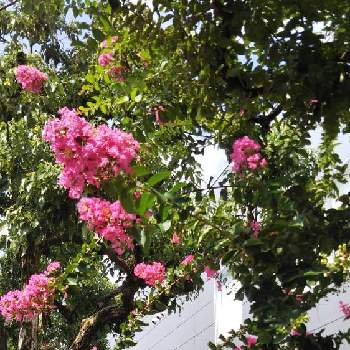 百日紅（サルスベリ）の画像 by akkoさん | お出かけ先と百日紅（サルスベリ）と白のサルスベリの横に咲く濃いピンクのサルスベリです。花は盛りになると話しかけて来るようです。
