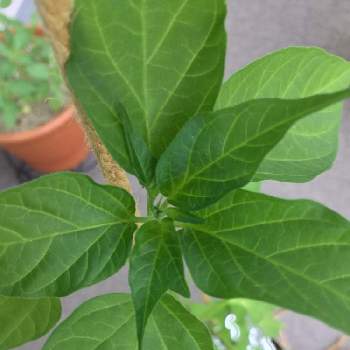 牛乳パック栽培の投稿画像一覧 Greensnap グリーンスナップ