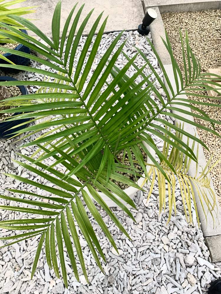 チャメドレア ラディカリス アルボレセント の投稿画像 By Yskspdさん ヤシの木と観葉植物と南国と南国植物とトロピカルと鉢植えとヤシと熱帯植物 21月7月31日 Greensnap グリーンスナップ