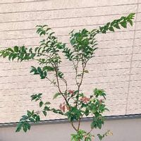 ジャボチカバの育て方 剪定の時期や肥料の与え方は Greensnap グリーンスナップ ジャボチカバの育て方 剪定の時期や肥料の与え方は Greensnap グリーンスナップ