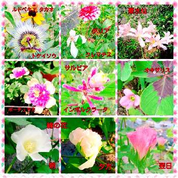 綿の花 の投稿画像一覧 Greensnap グリーンスナップ