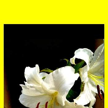 暑いね〜の画像 by ぴょんさん | お出かけ先とカサブランカ 白と癒やしの色と可愛い❤と綺麗なお花❤と暑いね〜と今日のお花と散歩と近所と好みの色と花のある暮らし