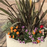 カリブラコア,サントリナ,ゼラニウム,マリーゴールド,ニューサイランの画像