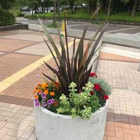 サントリナ,スカビオサ,ゼラニウム,ダリア,マリーゴールドの画像