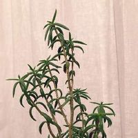 テトラゴナの育て方 日当たりや水やり加減 植え替え方法は Greensnap グリーンスナップ テトラゴナの育て方 日当たりや水やり加減 植え替え方法は Greensnap グリーンスナップ