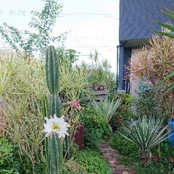 南国ガーデンの投稿画像一覧 Greensnap グリーンスナップ