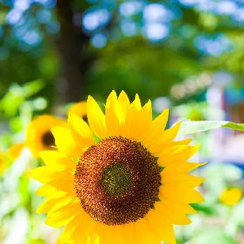 大きな向日葵の画像 by Yoshinaoさん | お出かけ先と向日葵と大きな向日葵と向日葵　ひまわり　ヒマワリと夏だ！向日葵！と夏を彩るひまわり2021