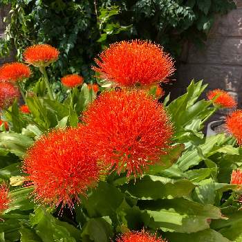 フットボールリリーの投稿画像一覧 Greensnap グリーンスナップ