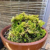 イワヒバの育て方 日当たりや水やり加減やは 増やし方は Greensnap グリーンスナップ イワヒバの育て方 日当たりや水やり加減やは 増やし方は Greensnap グリーンスナップ