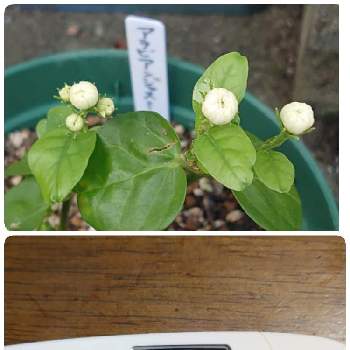 アラビアンジャスミンの花の投稿画像一覧 Greensnap グリーンスナップ