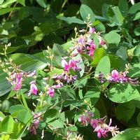 萩 ハギ の育て方 剪定や挿し木の時期や方法は 鉢植えでもok Greensnap グリーンスナップ 萩 ハギ の育て方 剪定や挿し木の時期や方法は 鉢植えでもok Greensnap グリーンスナップ