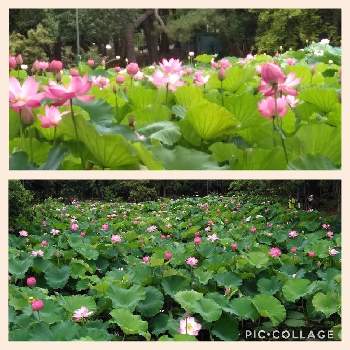 名古屋市鶴舞公園の投稿画像一覧 Greensnap グリーンスナップ