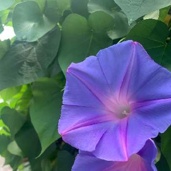 夏らしい！の画像 by momoさん | 医療・介護の皆様に感謝とコロナウイルスの終息を願う！と癒しと青い花と青い花マニアとお花は癒しと夏らしい！とチーム紫