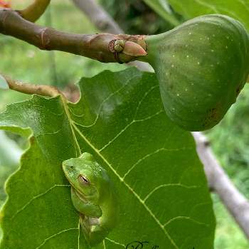 イチジクの木の投稿画像一覧 Greensnap グリーンスナップ