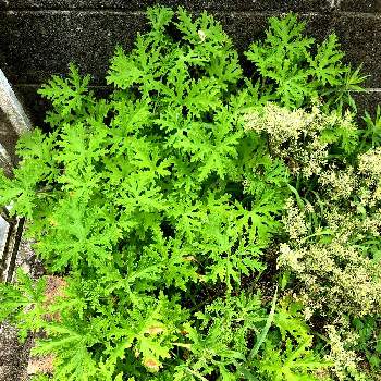 ミントブッシュの投稿画像一覧 Greensnap グリーンスナップ