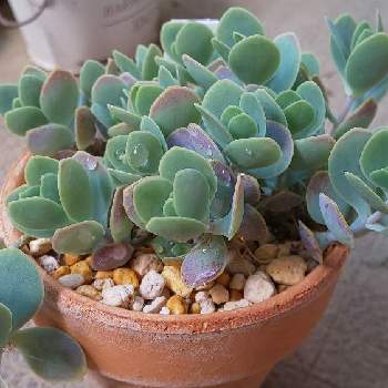 カランコエ属シジミチョウの投稿画像一覧 Greensnap グリーンスナップ