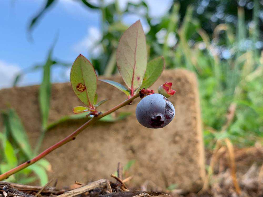 初めてのブルーベリー栽培日誌 Greensnap グリーンスナップ 初めてのブルーベリー栽培日誌 Greensnap グリーンスナップ