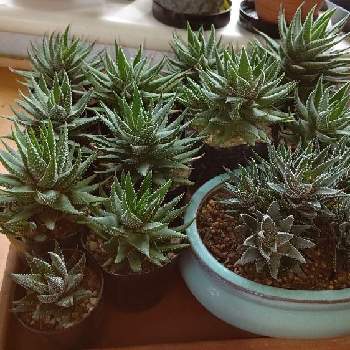 ハオルチア 十二の巻の投稿画像一覧 Greensnap グリーンスナップ