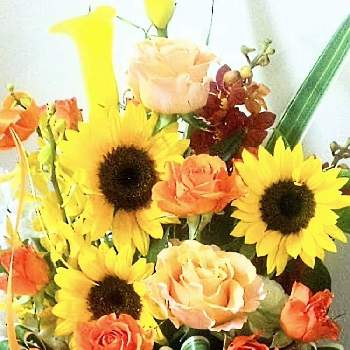 アスター,ススキ,センニチコウ,エリゲロン,ミズヒキの画像