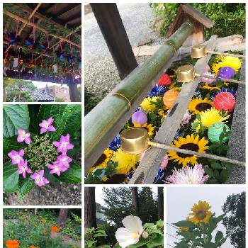 ひまわり♪の画像 by suzumamaさん | お出かけ先とひまわり♪と花手水ときくの花と豊景神社