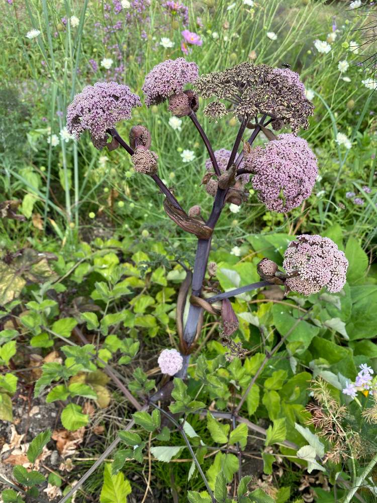 アンジェリカの投稿画像 By あおいねこさん 銅葉と北海道と北海道の庭と銅葉と北海道と北海道の庭 21月8月1日 Greensnap グリーンスナップ Greensnap グリーンスナップ