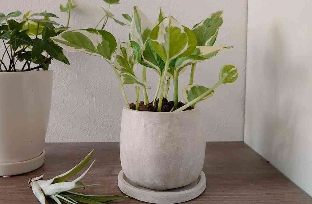 ヤコのオーブン粘土で植木鉢を作った｜🍀GreenSnap（グリーンスナップ）