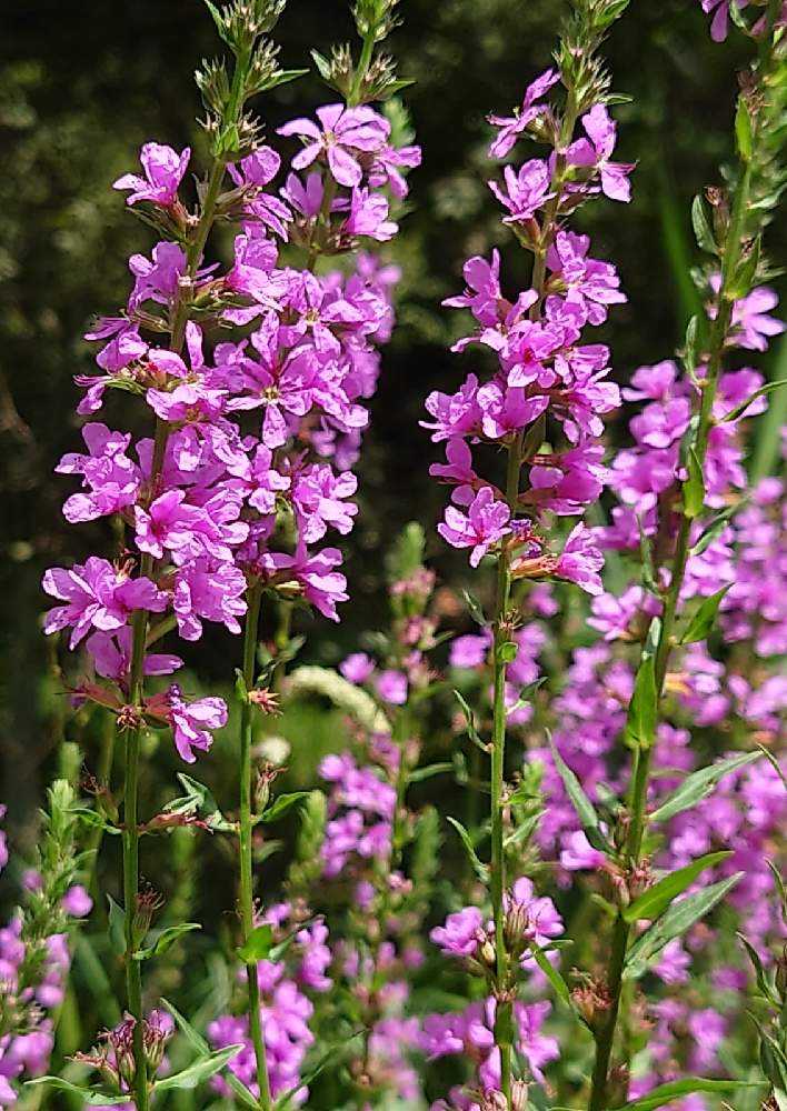 目黒自然教育園 夏の山野草 Greensnap グリーンスナップ