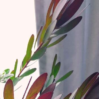 シリカゲルの画像 by c_demiさん | 部屋とリューカデンドロンとハツユキソウと花材と大きい花とドライフラワーとシリカゲルと白い花と切り花