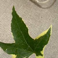 ヤツデの育て方 挿し木や種まきのコツは 虫はつかない Greensnap グリーンスナップ