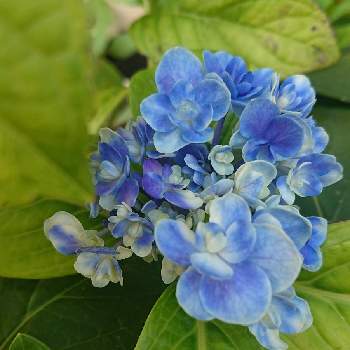 紫陽花 ごきげんよう の投稿画像一覧 Greensnap グリーンスナップ 紫陽花 ごきげんよう の投稿画像一覧 Greensnap グリーンスナップ