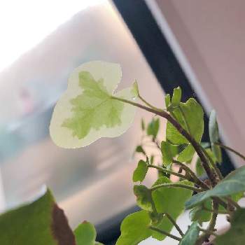 ヘデラ 雪ほたるの投稿画像一覧 Greensnap グリーンスナップ