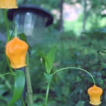 花壇✽の画像 by 秋草さん | 広い庭とオレンジとオレンジ色の花と花壇✽と半日陰花壇✽