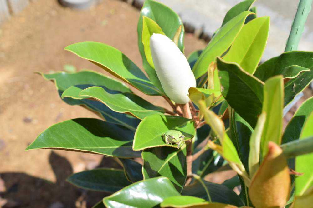 タイサンボク・ケイパレスの成長記録｜🍀GreenSnap（グリーン