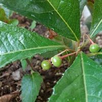 ヤブコウジ 十両 の育て方 植え替えや剪定時期は 花や実をつける方法は Greensnap グリーンスナップ