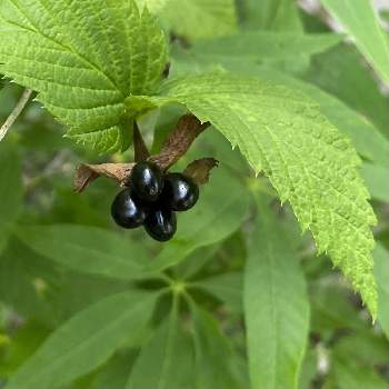 黒い実の投稿画像一覧 Greensnap グリーンスナップ