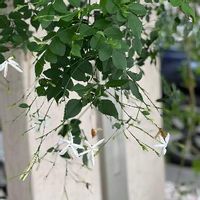 ハゴロモジャスミンの育て方 植え替え時期や増やし方は Greensnap グリーンスナップ ハゴロモジャスミンの育て方 植え替え時期や増やし方は Greensnap グリーンスナップ