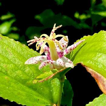 日本固有種の投稿画像一覧 Greensnap グリーンスナップ