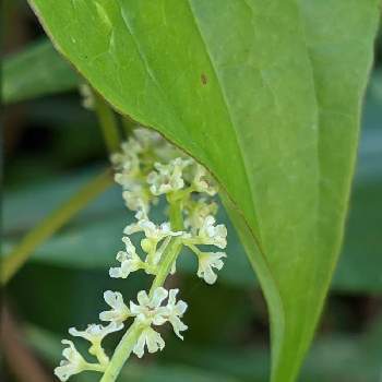 長芋の投稿画像一覧 Greensnap グリーンスナップ