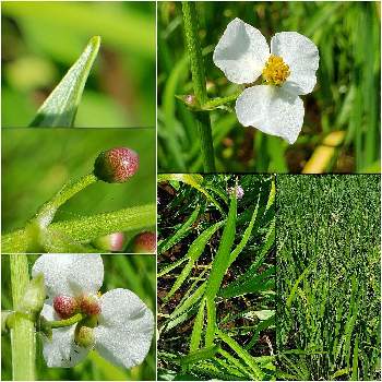 オモダカ科の投稿画像一覧 Greensnap グリーンスナップ