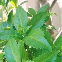 センリョウ 千両 の育て方 剪定や挿し木の方法は 実つきをよくするコツは Greensnap グリーンスナップ センリョウ 千両 の育て方 剪定や挿し木の方法は 実つきをよくするコツは Greensnap グリーンスナップ