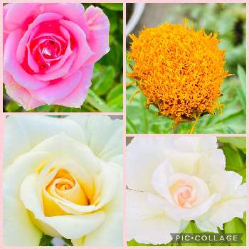クラシックチュチュの画像 by まゆさん | 小さな庭とミニバラとミニバラとアフリカン・マリーゴールドとクラシックチュチュと去年お迎えとばら バラ 薔薇とバラの家と鉢植えとバラ・ミニバラ