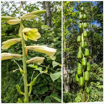 ちょっと珍しい の投稿画像一覧 Greensnap グリーンスナップ